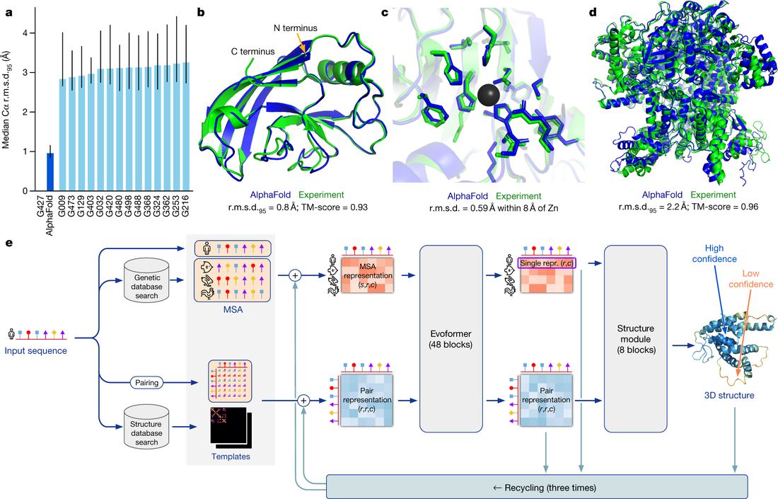 Figure from the AlphaFold 2 paper comparing predicted and experimental protein structures