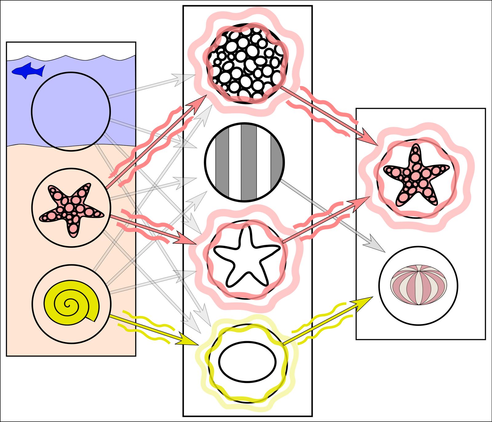 Diagram of a simple neural network linking image features to labels for a starfish and a sea urchin